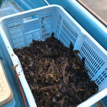 画像をギャラリービューアに読み込む, 朝どれ生ワカメ 1kg〜 【天然・生】