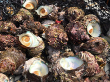 画像をギャラリービューアに読み込む, サザエ【活(生食可)・直採り・砂抜き済】 1KG〜
