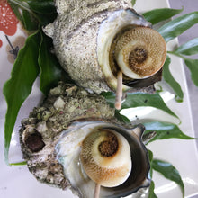 画像をギャラリービューアに読み込む, サザエ【活(生食可)・直採り・砂抜き済】 1KG〜