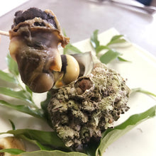 画像をギャラリービューアに読み込む, サザエ【活(生食可)・直採り・砂抜き済】 1KG〜