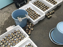 画像をギャラリービューアに読み込む, サザエ【活(生食可)・直採り・砂抜き済】 1KG〜