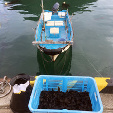 画像をギャラリービューアに読み込む, 朝どれ生ワカメ 1kg〜 【天然・生】