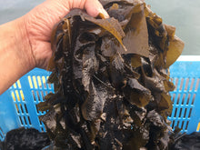 画像をギャラリービューアに読み込む, 朝どれ生ワカメ 1kg〜 【天然・生】
