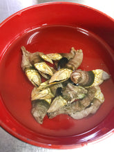 画像をギャラリービューアに読み込む, カメノテ【生・予約販売のみ】