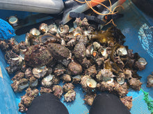 画像をギャラリービューアに読み込む, サザエ【活(生食可)・直採り・砂抜き済】 1KG〜