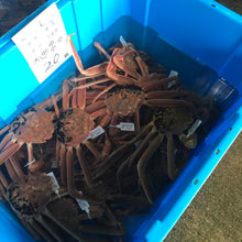 画像をギャラリービューアに読み込む, 松葉蟹【活】500g前後<浜坂漁港・諸寄漁協・賀露港水揚げ>