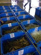 画像をギャラリービューアに読み込む, 松葉蟹【茹】500g前後 1枚〜