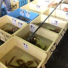 画像をギャラリービューアに読み込む, 松葉蟹【活】500g前後<浜坂漁港・諸寄漁協・賀露港水揚げ>