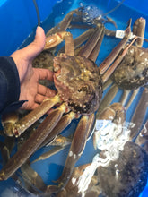画像をギャラリービューアに読み込む, 松葉蟹【活】500g前後<浜坂漁港・諸寄漁協・賀露港水揚げ>