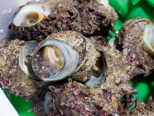 画像をギャラリービューアに読み込む, サザエ【活(生食可)・直採り・砂抜き済】 1KG〜