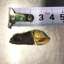 画像をギャラリービューアに読み込む, カメノテ【生・予約販売のみ】